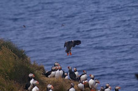 Puffin im Landeanflug Puffin im Landeanflug