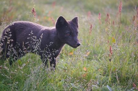 Polarfuchs Welpe