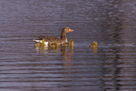 Graugänse auf dem Hüttensee