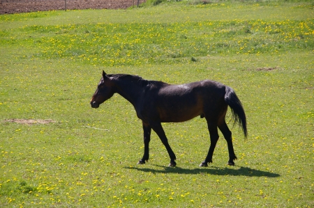 Pferd (schwarz)
