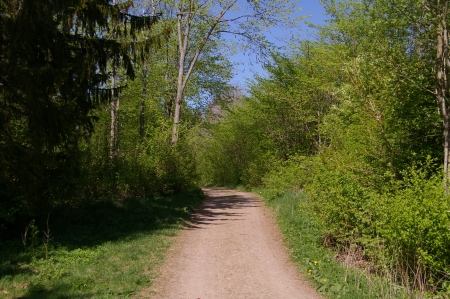 Waldweg