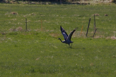 Kranich im Abflug