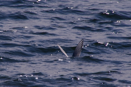Küstenseeschwalbe