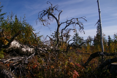 umgefallener Baum