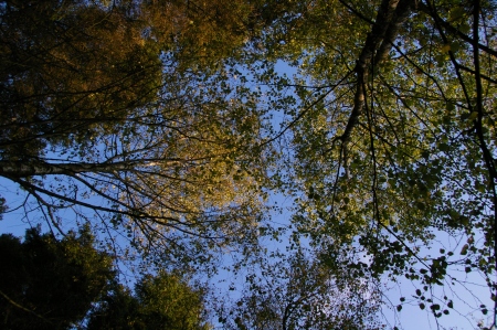 Blick durch die Bäume