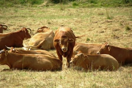 Limousin Rinder