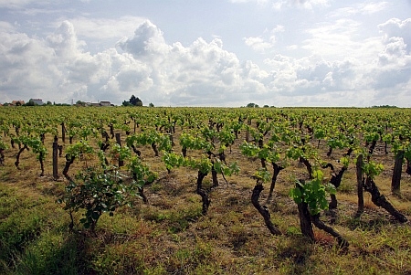 Weinfelder de la Varenne