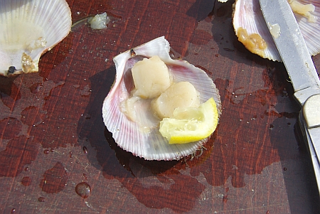 Jakobsmusschel mit Zitrone